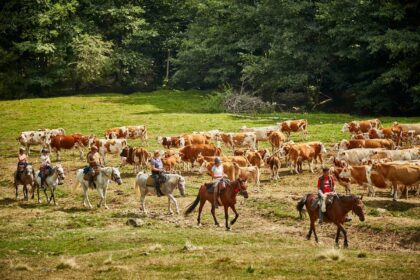 Hipparion Trails Riding Tours <br>Harghita County