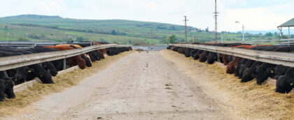 Karpaten Meat Group <br>Sibiu County