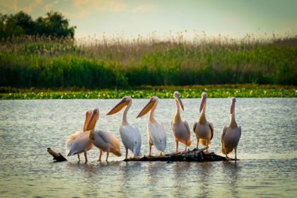 Lebăda Luxury Resort & SPA | Danube Delta