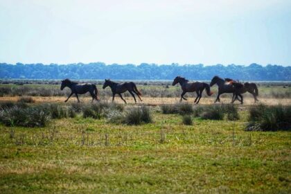 Lebăda Luxury Resort & SPA | Danube Delta