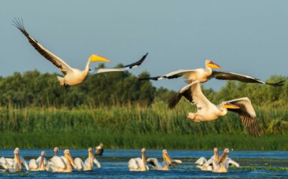 Lebăda Luxury Resort & SPA | Danube Delta