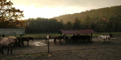 Icelandic Horse Riding Center Ivo <br>Harghita County