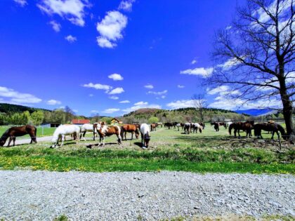 Icelandic Horse Riding Center Ivo <br>Harghita County