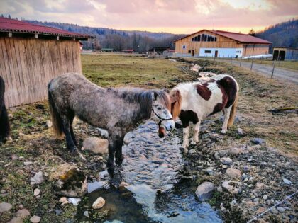 Icelandic Horse Riding Center Ivo <br>Harghita County