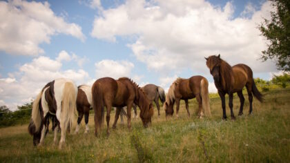 Icelandic Horse Riding Center Ivo <br>Harghita County