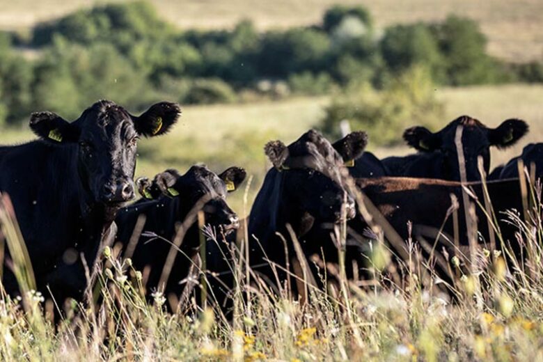 Carpathian Meat Group <br>Sibiu County